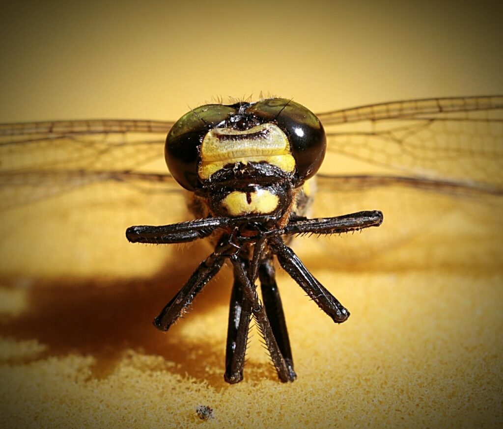 中洲で楽しむ水炊きの飲み放題プランは？