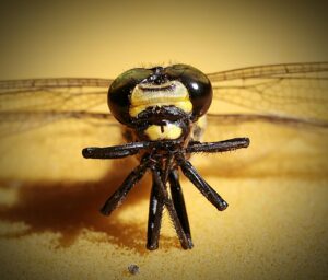 中洲で楽しむ水炊きの飲み放題プランは？