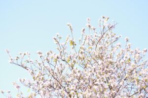 中洲で楽しむ鮨のおすすめ格安店は？