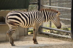 福岡でもつ鍋ランチを子連れで楽しむおすすめのお店は？