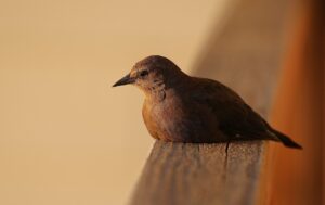 中洲で静かに一人飲みできる居酒屋はどこ？